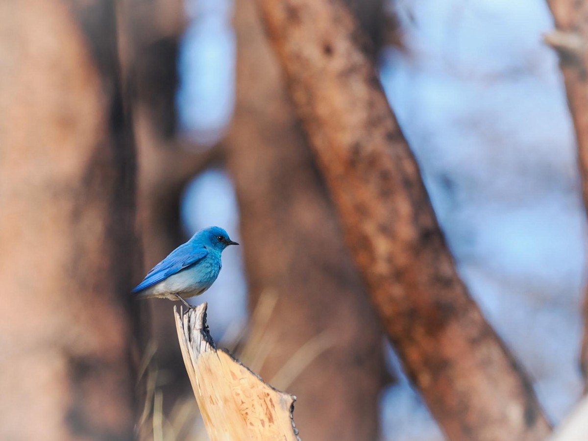 Mountain Bluebird - ML619633321