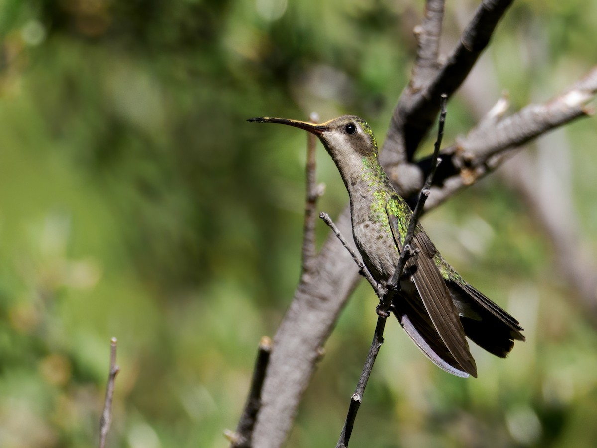 Broad-billed Hummingbird - Nick Athanas