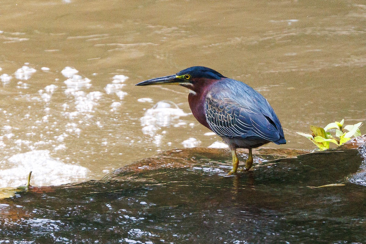 Green Heron - Ricky Perez Leon