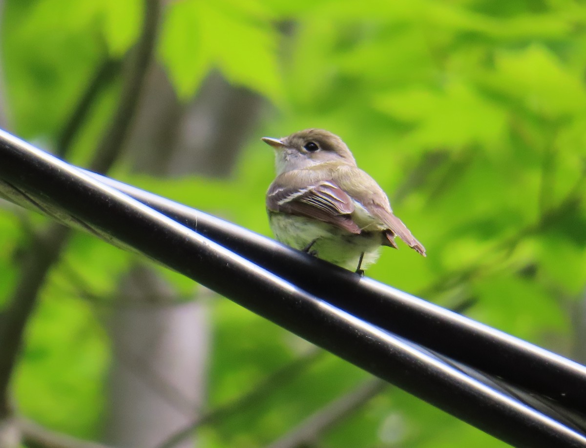 Least Flycatcher - Chantal Labbé