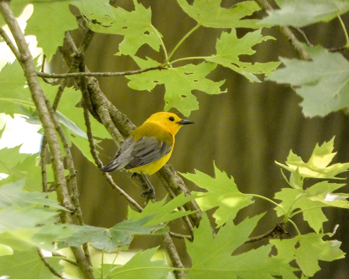 Prothonotary Warbler - Kathy L. Mock