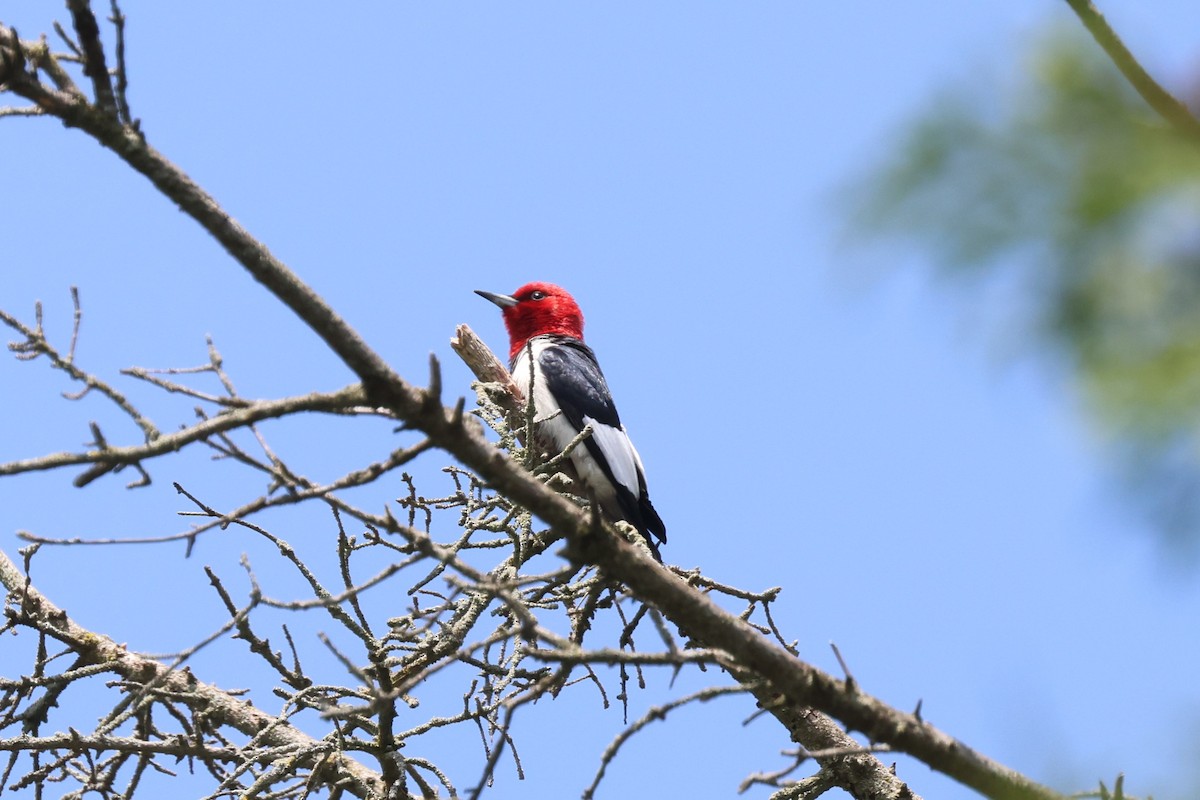 Red-headed Woodpecker - James Lees