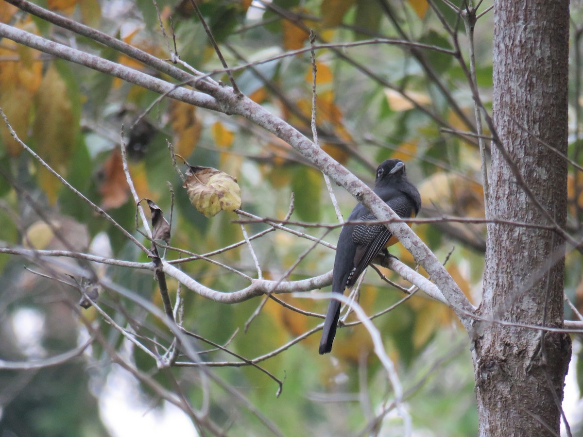 Gartered Trogon - ML619633335