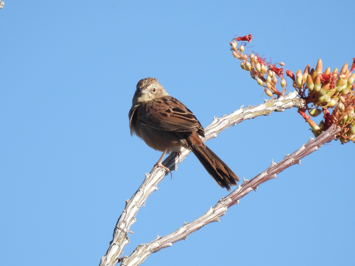 Botteri's Sparrow - ML619633338