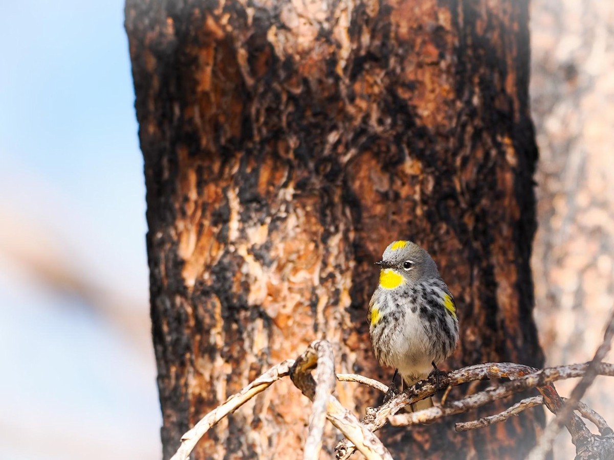 Yellow-rumped Warbler - ML619633341