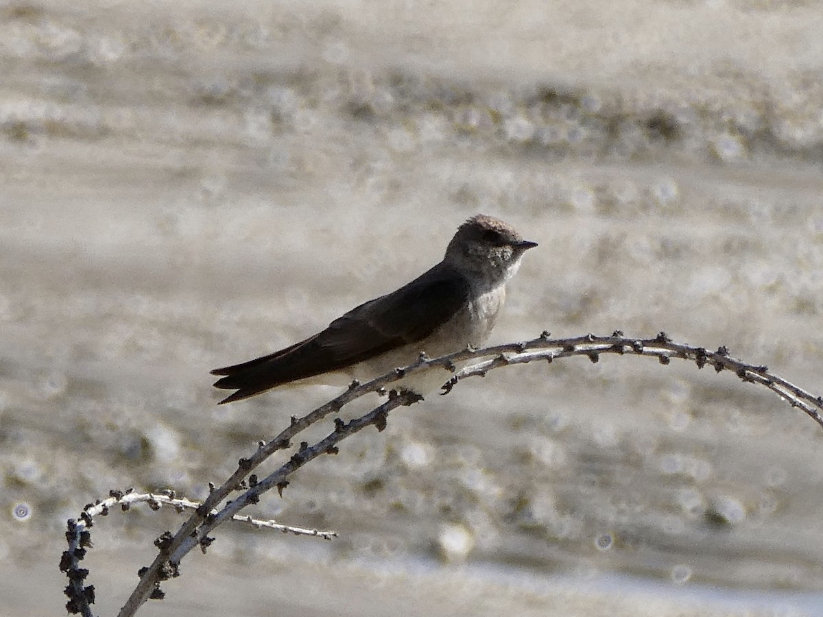 Northern Rough-winged Swallow - Karen Hay