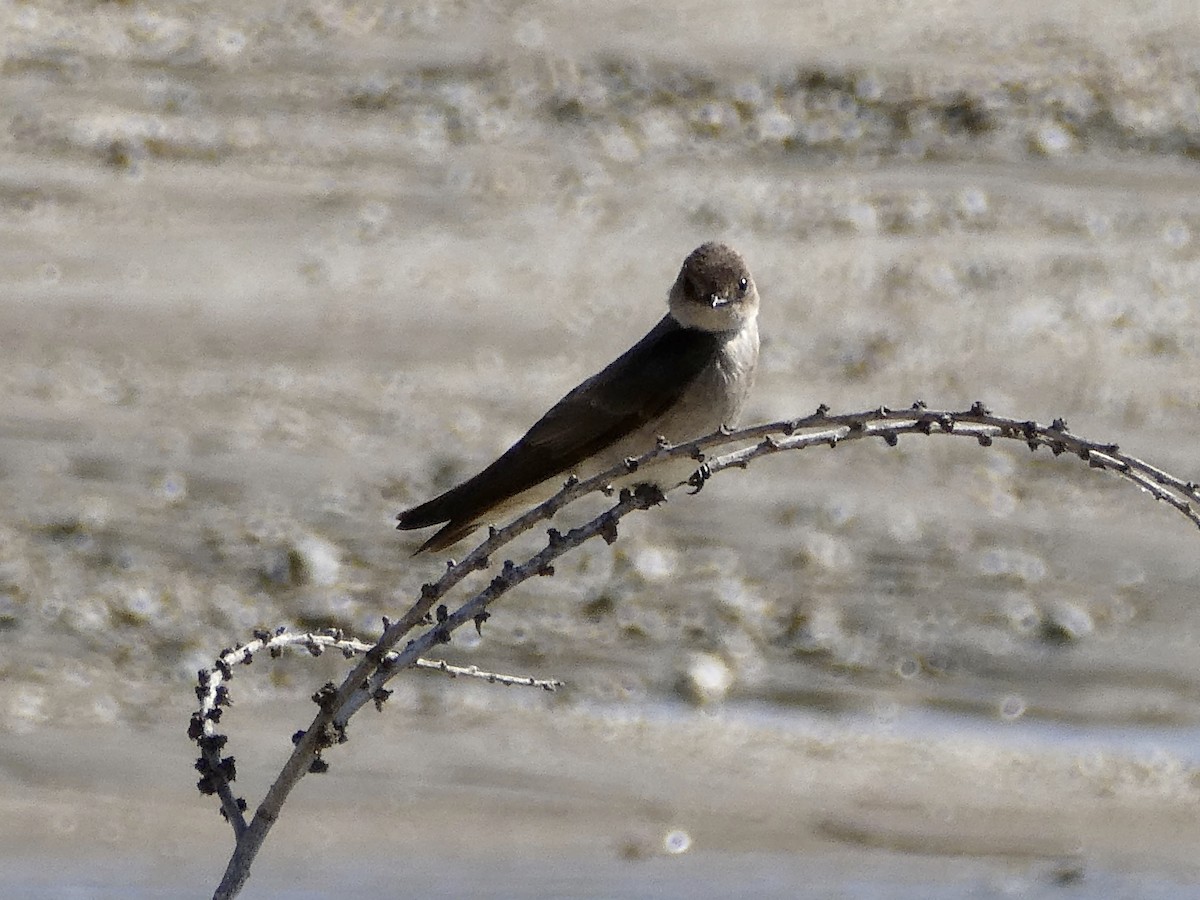 Northern Rough-winged Swallow - Karen Hay