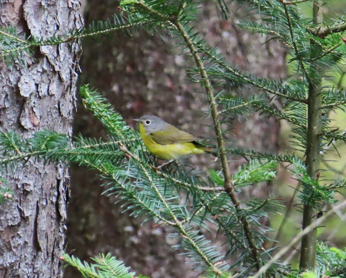 Nashville Warbler - Chantal Labbé