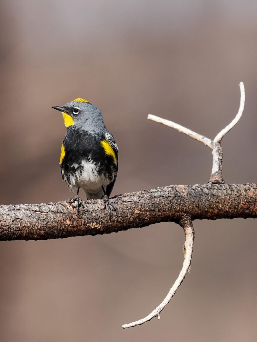 Yellow-rumped Warbler - ML619633350