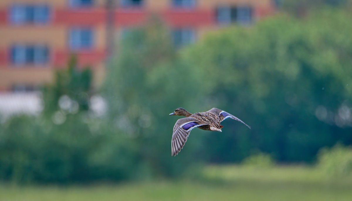 Mallard - František Straka