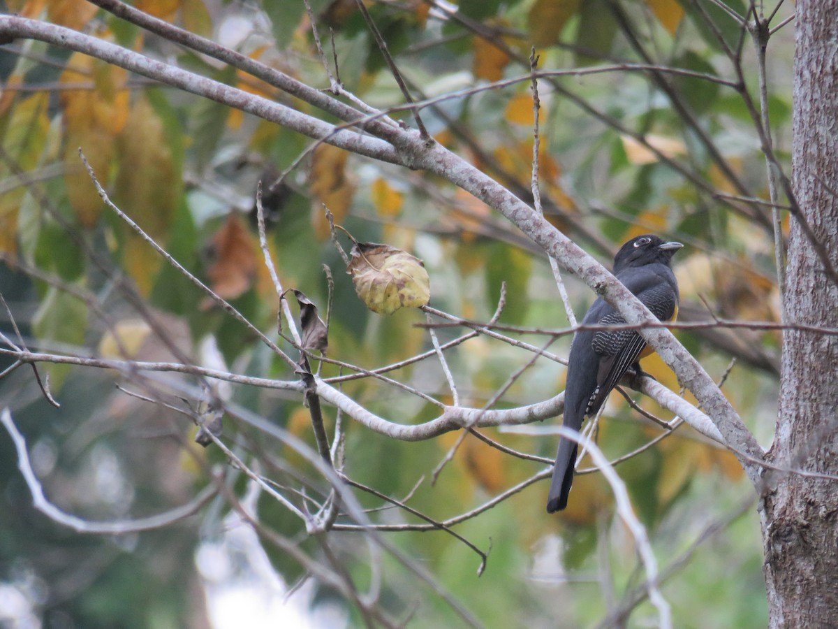 Gartered Trogon - Sam Holcomb