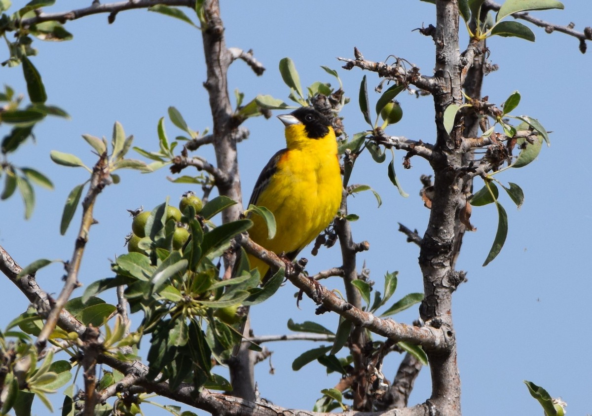 Black-headed Bunting - Dimitris Dimopoulos