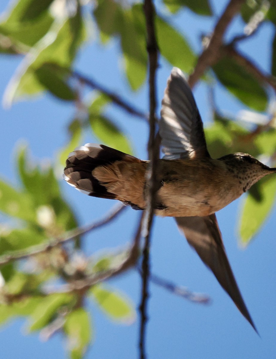 Broad-tailed Hummingbird - Rishab Ghosh