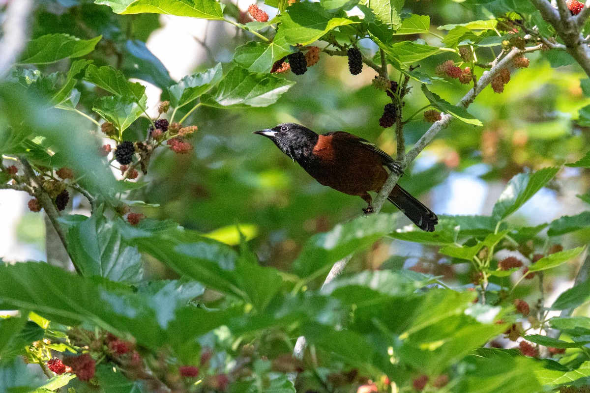 Orchard Oriole - ML619633382