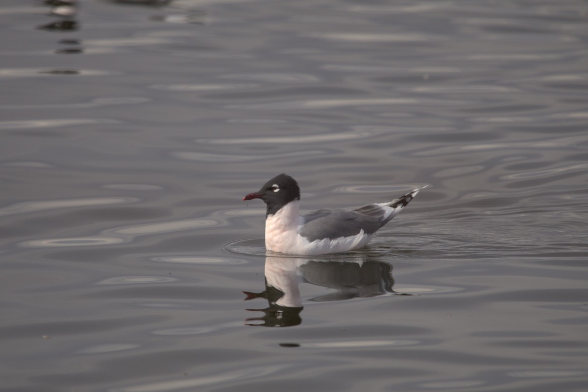 Franklin's Gull - Josh Silva