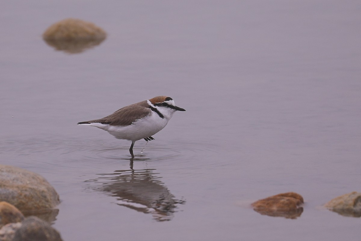 Kentish Plover - Thomas Galewski