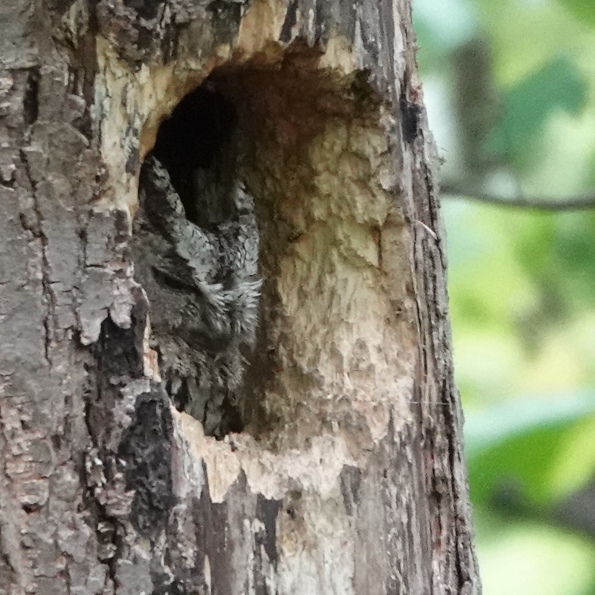 Eastern Screech-Owl - Jana Lagan