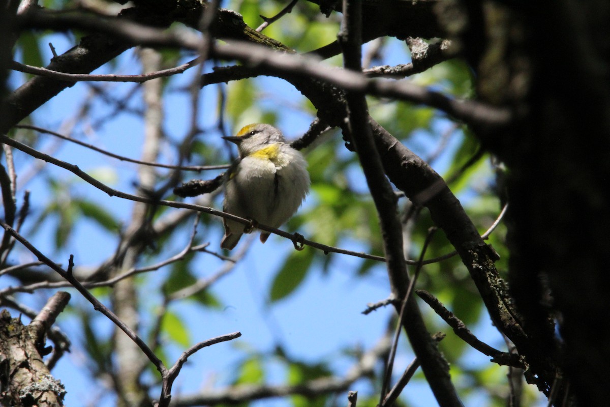 Golden-winged Warbler - Logan Henderson