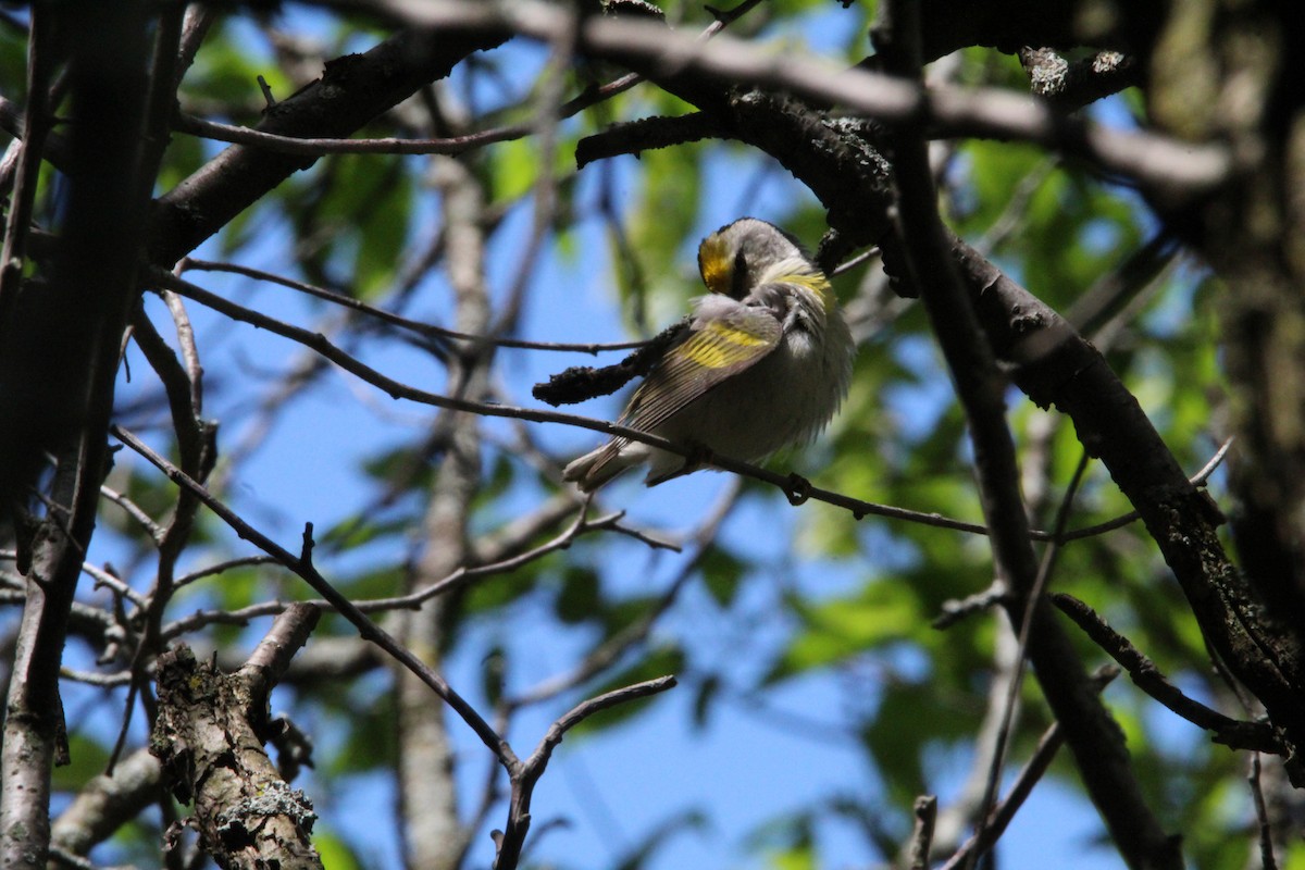 Golden-winged Warbler - Logan Henderson