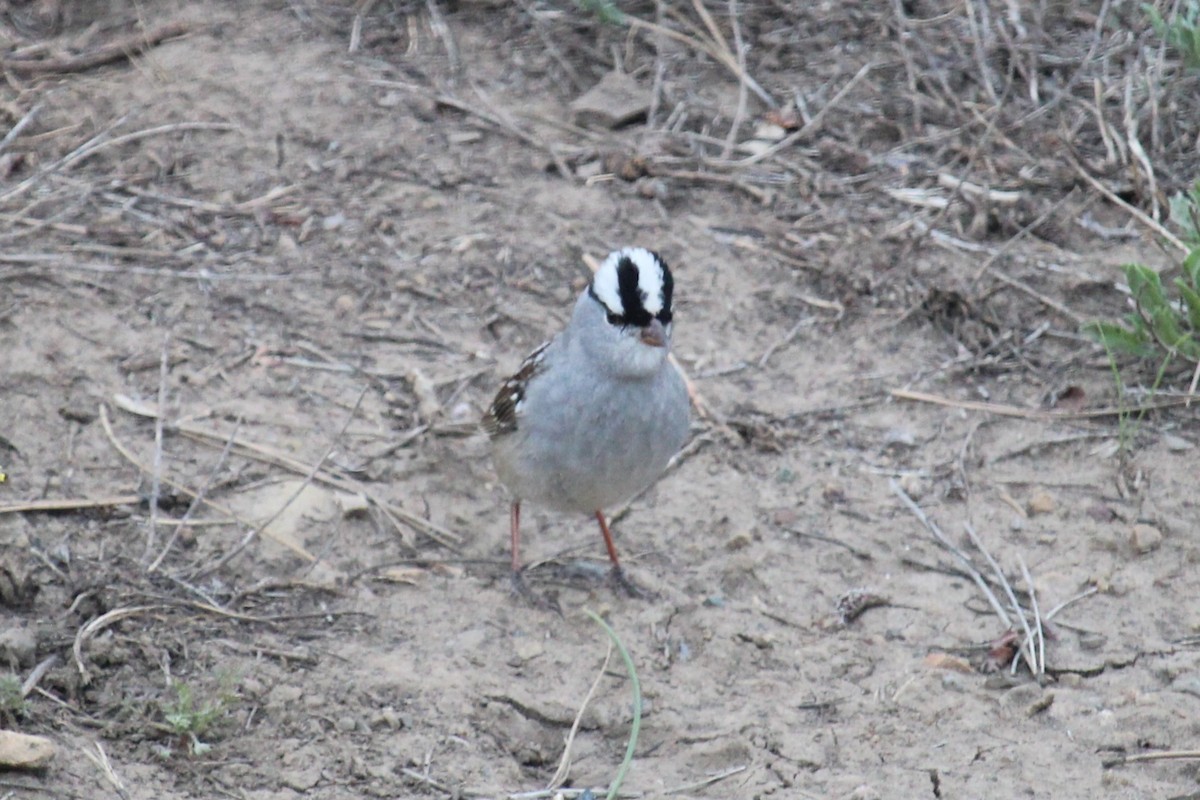 White-crowned Sparrow - Connor Thomas