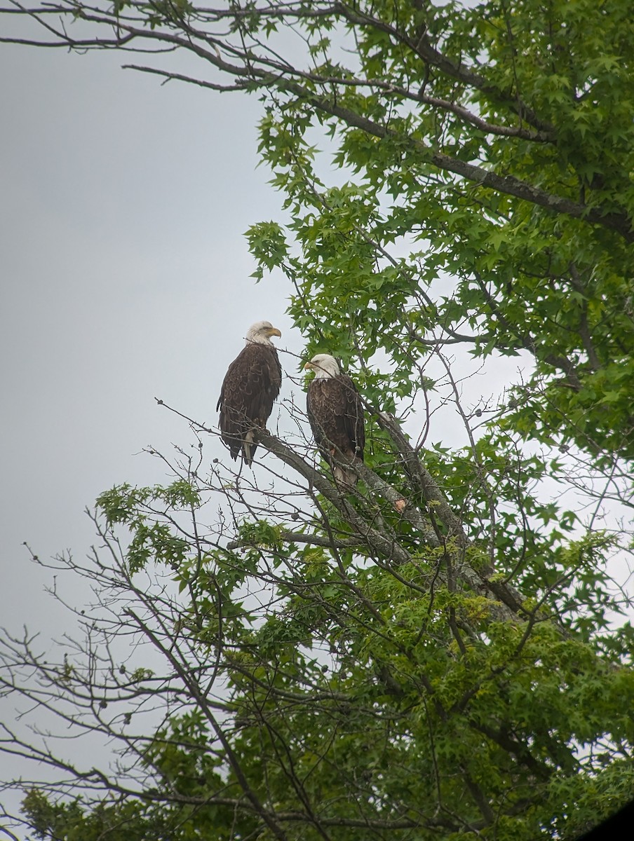 Weißkopf-Seeadler - ML619633448