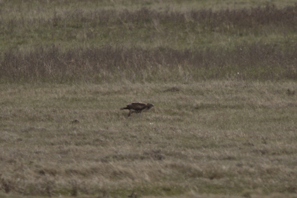 Red-tailed Hawk - Josh Silva