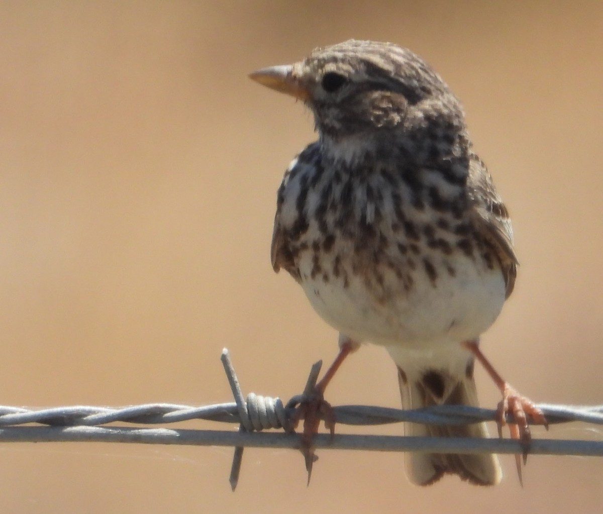 Mediterranean Short-toed Lark - Eric R