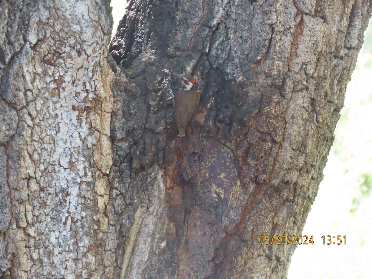 Arizona Woodpecker - Andy Harrison