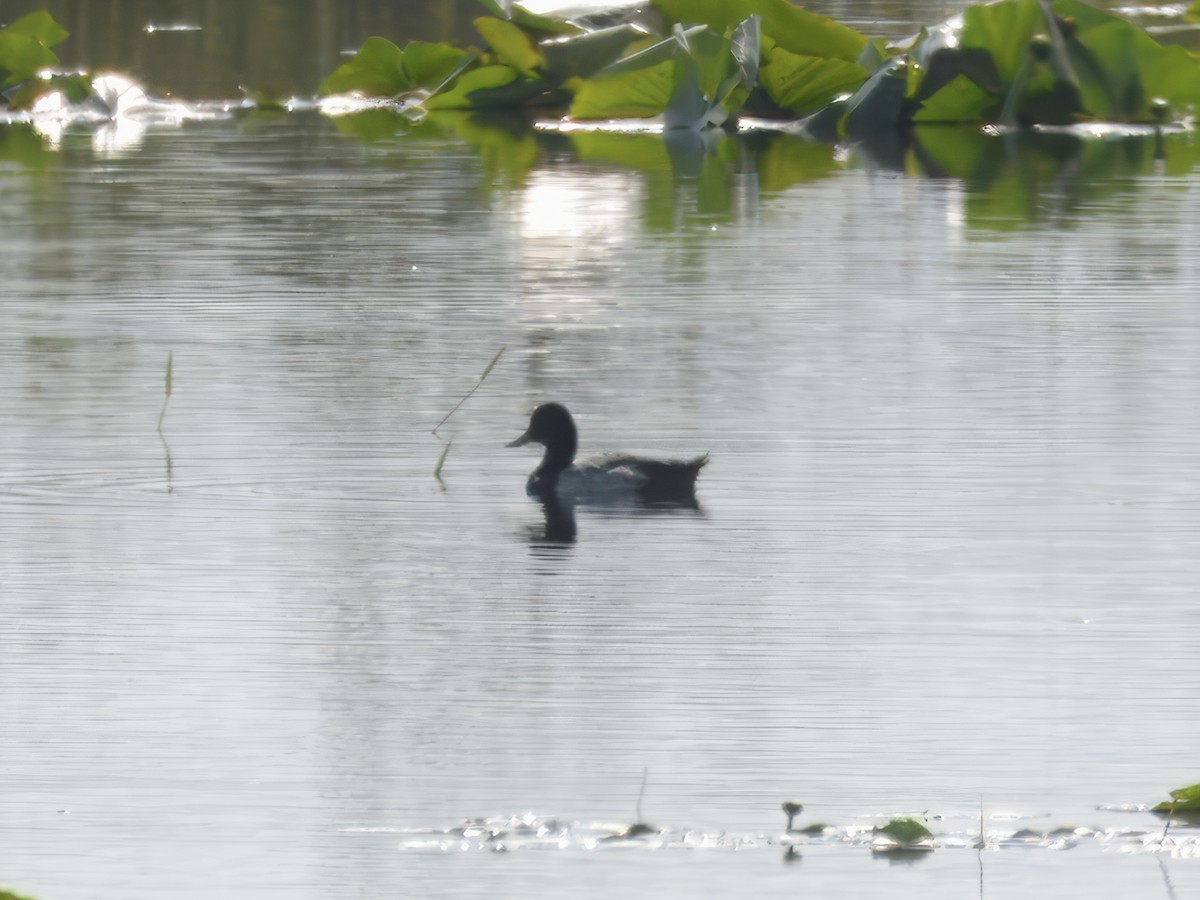 Greater/Lesser Scaup - ML619633468