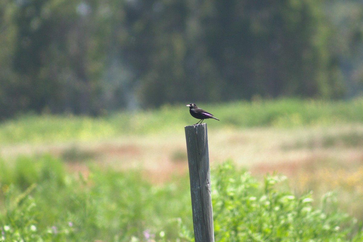 Spectacled Tyrant - ML619633469