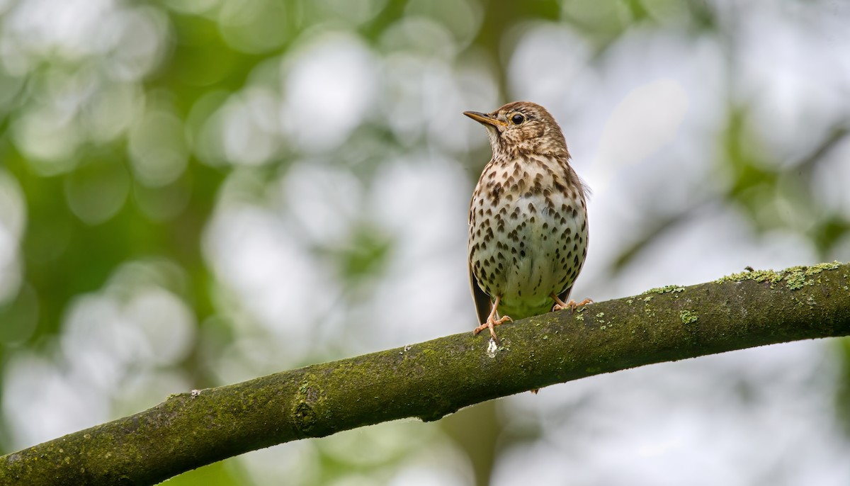 Song Thrush - František Straka