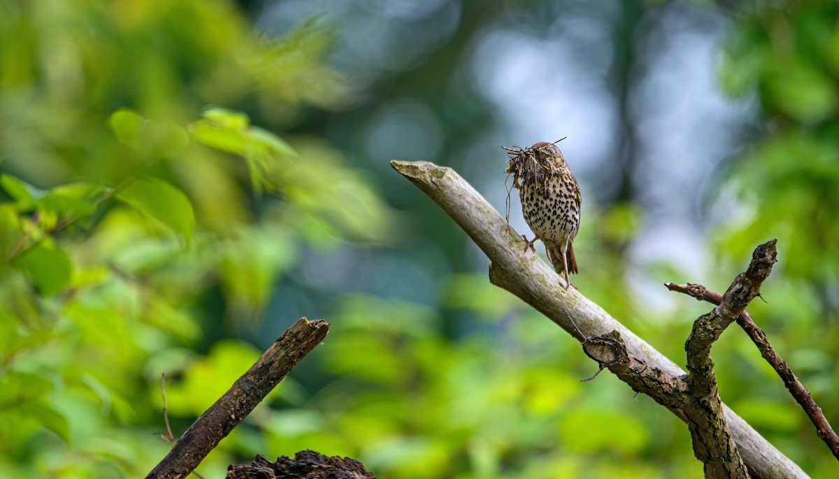 Song Thrush - František Straka