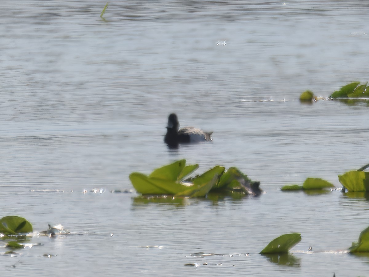 Greater/Lesser Scaup - ML619633473