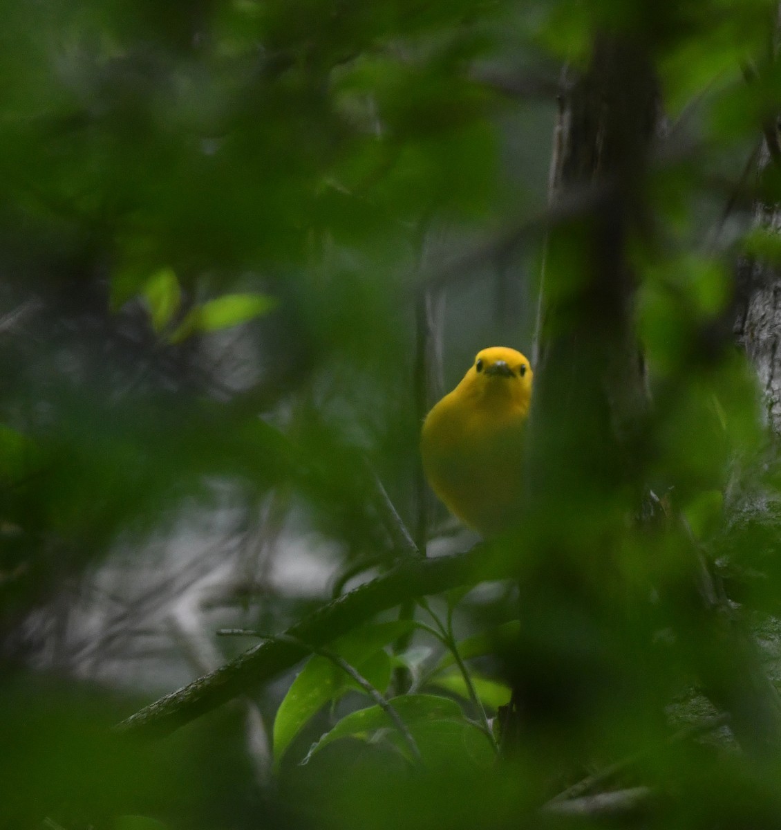 Prothonotary Warbler - ML619633475