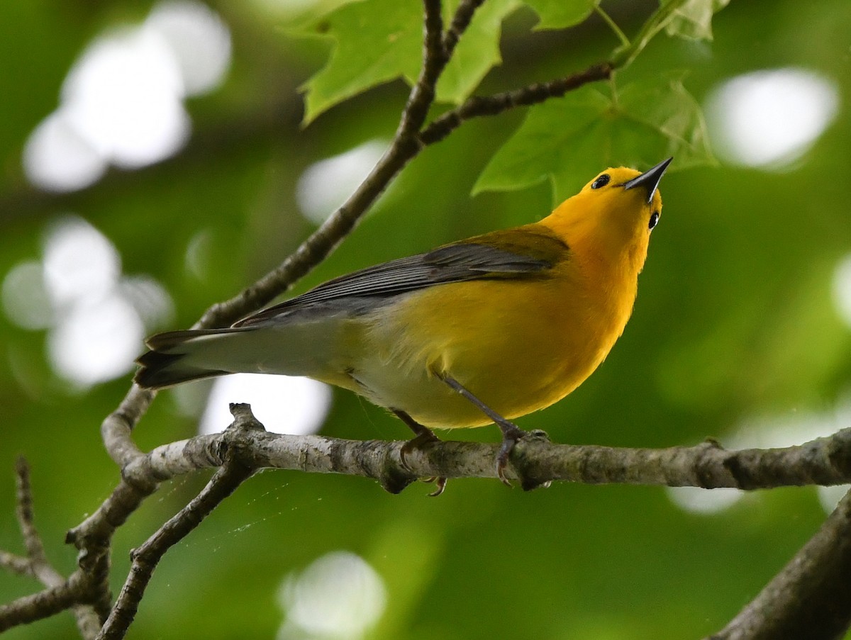 Prothonotary Warbler - ML619633476