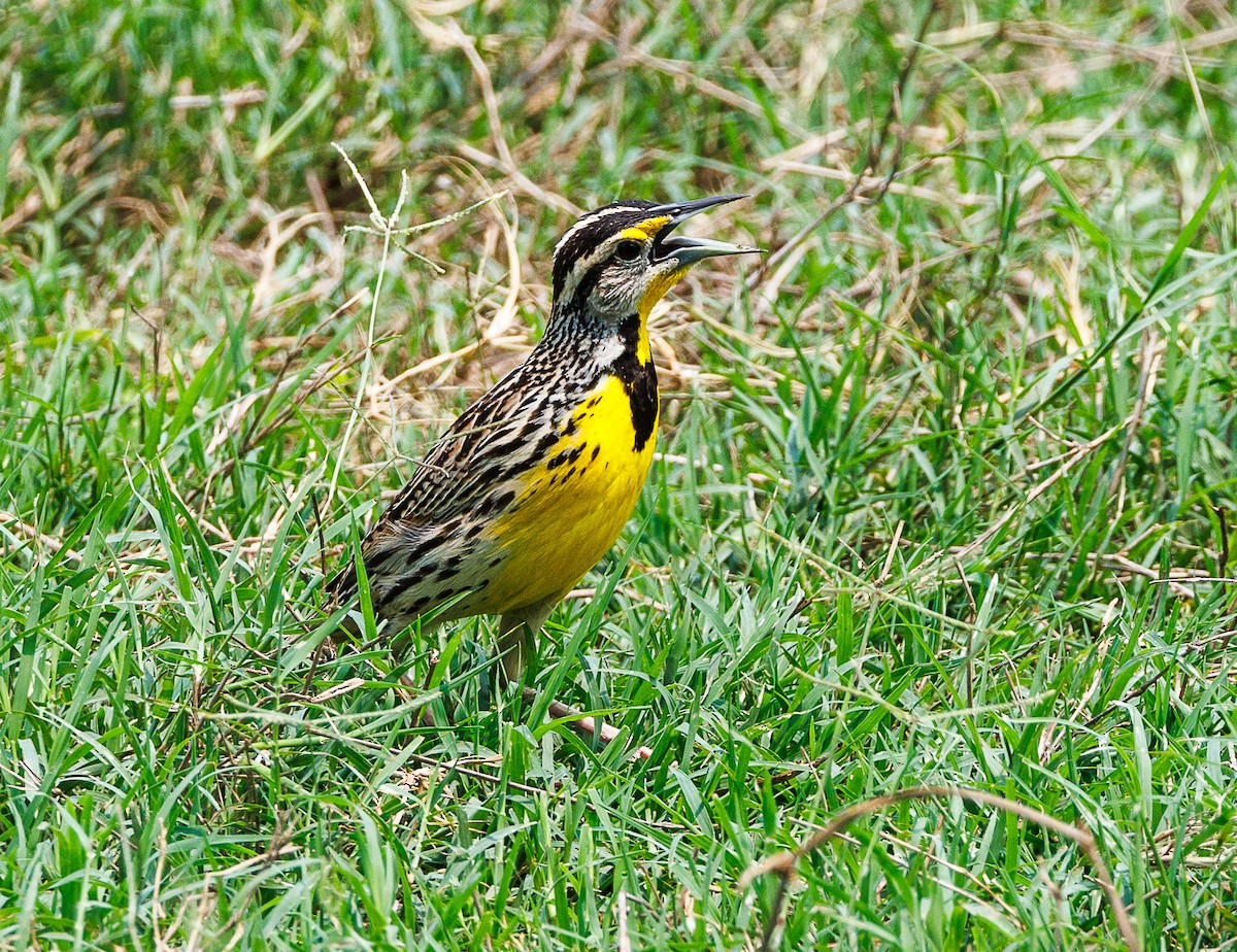 Eastern Meadowlark - Ricky Perez Leon