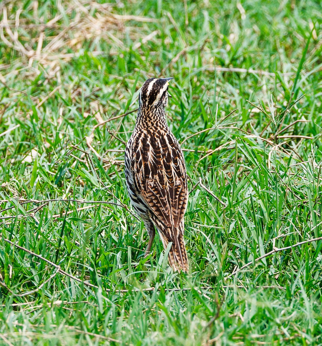 Eastern Meadowlark - Ricky Perez Leon