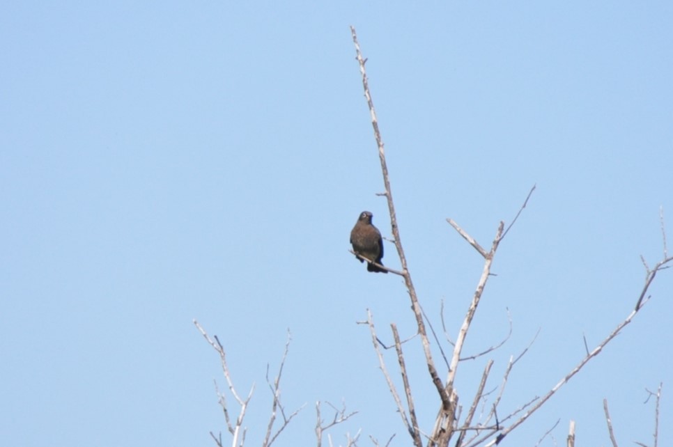 Cape Bulbul - ML619633489