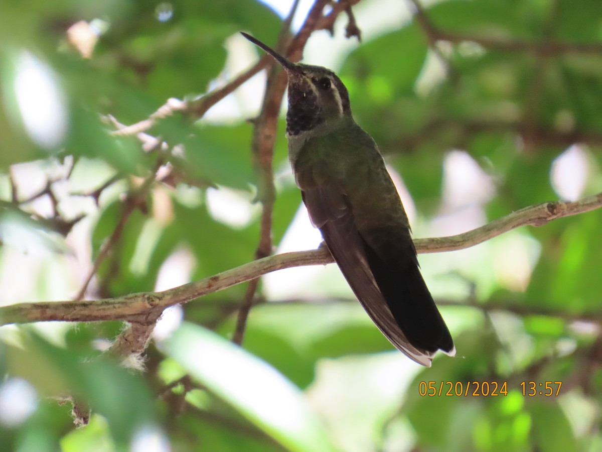 Blue-throated Mountain-gem - Andy Harrison