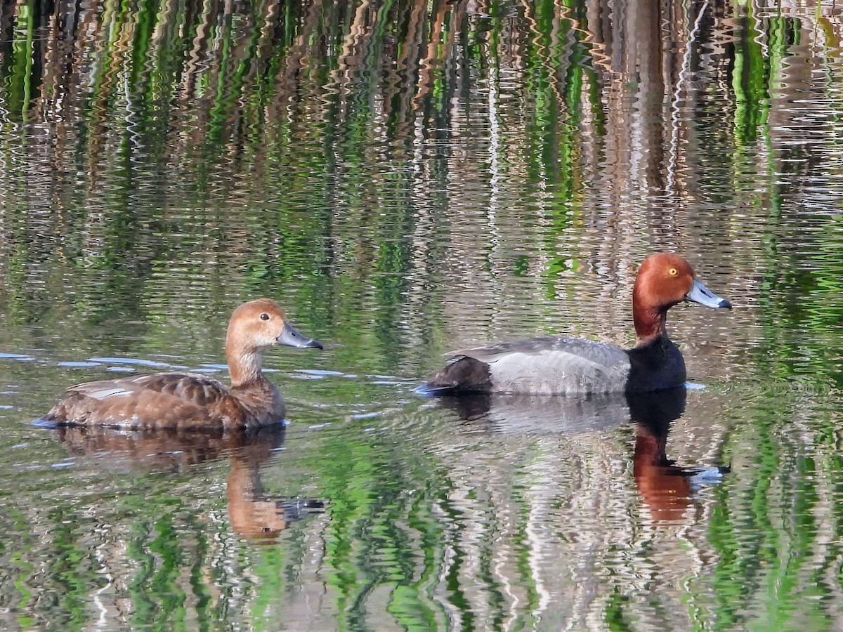 Redhead - Robert Enns