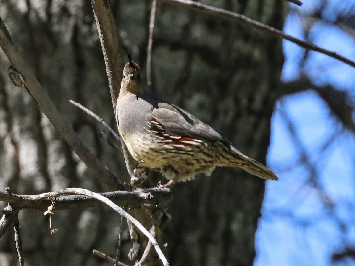 Gambel's Quail - Michelle Rucker