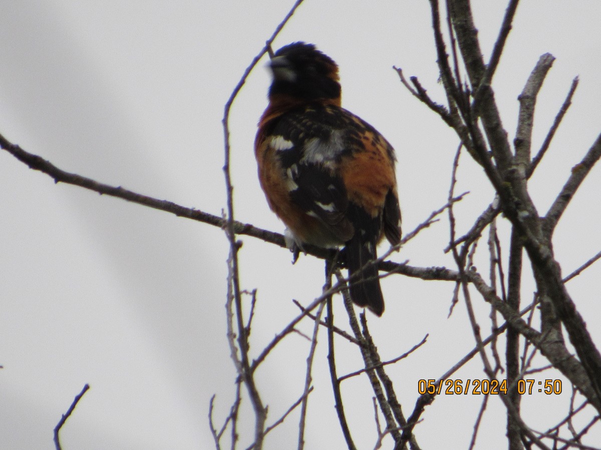 Black-headed Grosbeak - crdf bird