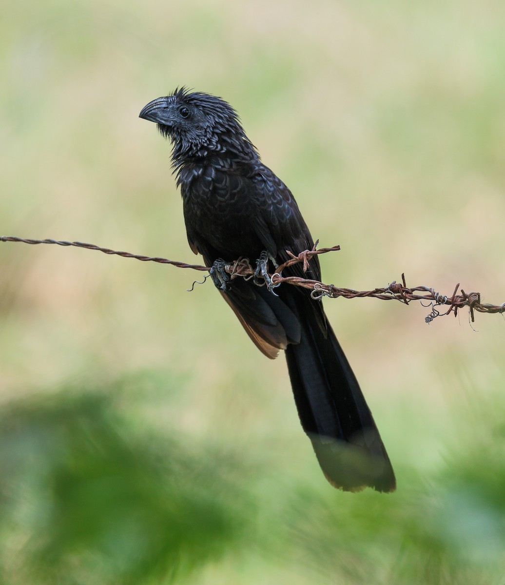 Groove-billed Ani - Ricky Perez Leon