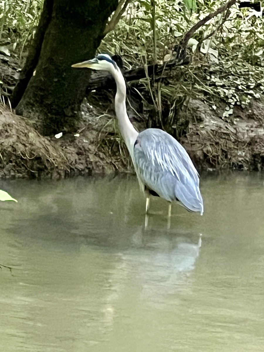 Great Blue Heron - Theresa Edwards