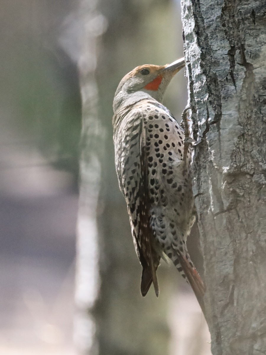 Northern Flicker - Michelle Rucker