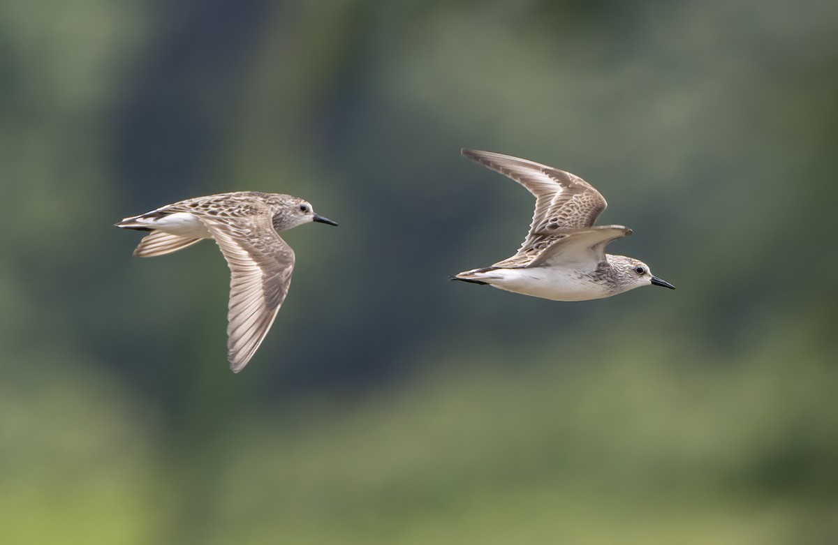 Semipalmated Sandpiper - ML619633504