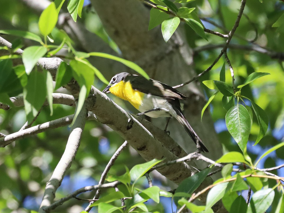 Yellow-breasted Chat - ML619633512