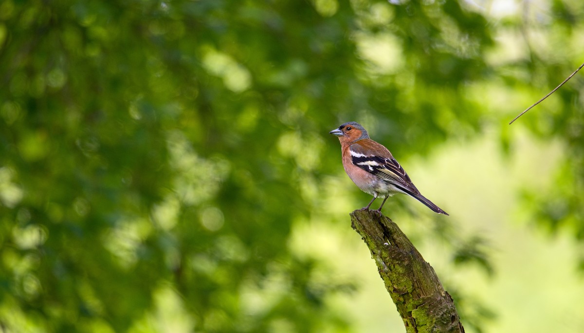 Common Chaffinch - František Straka