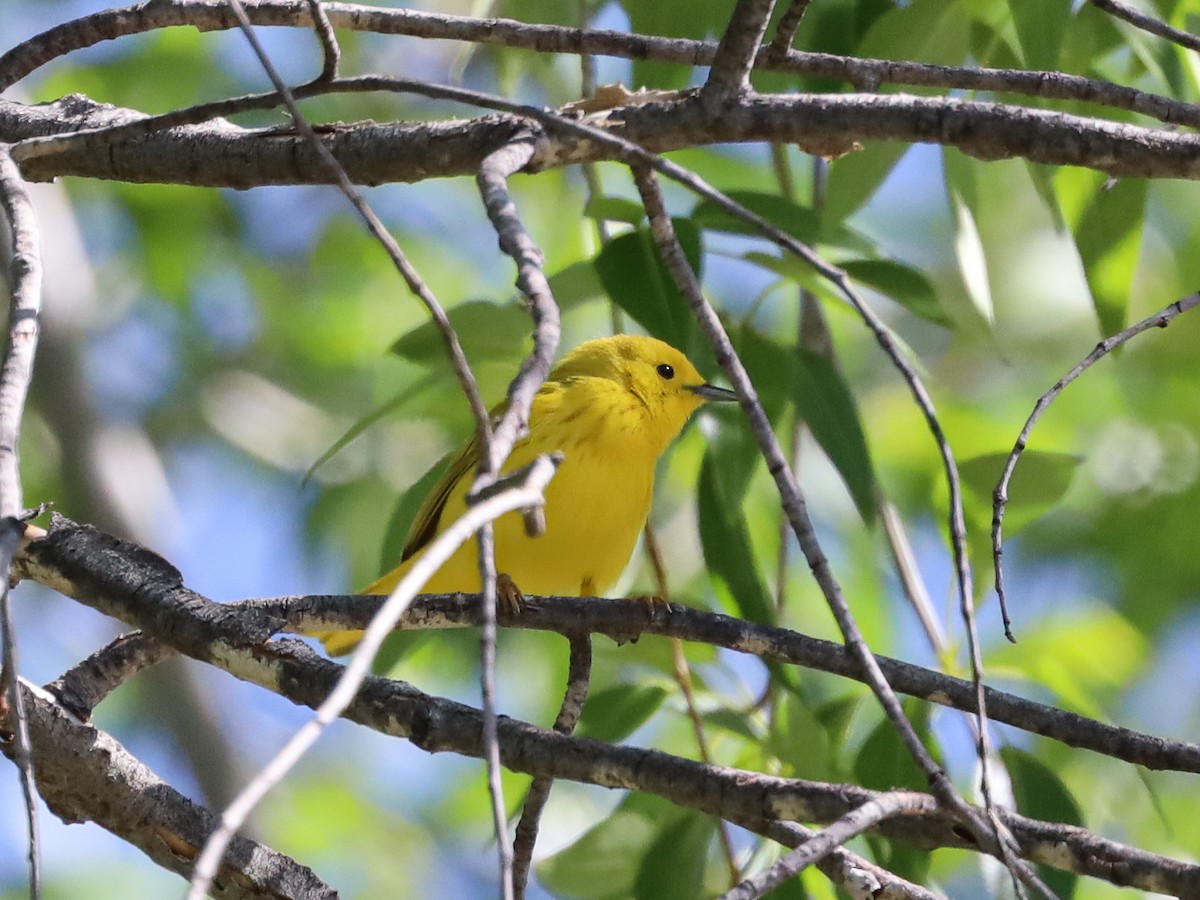 Paruline jaune - ML619633522