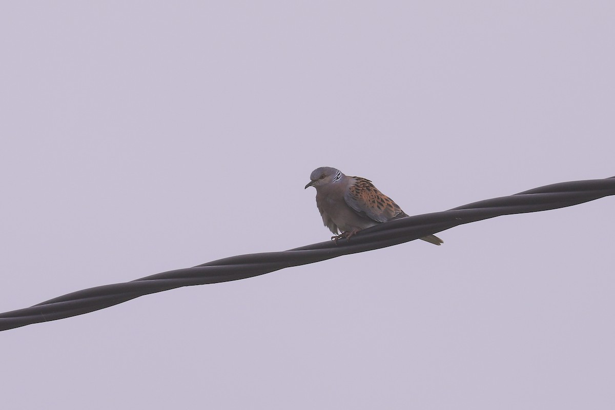 European Turtle-Dove - Thomas Galewski